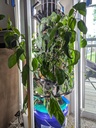 Auto Garden