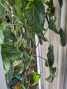 Auto Garden