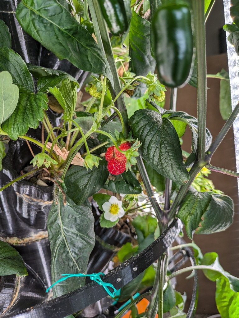Auto Garden