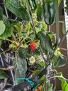Auto Garden